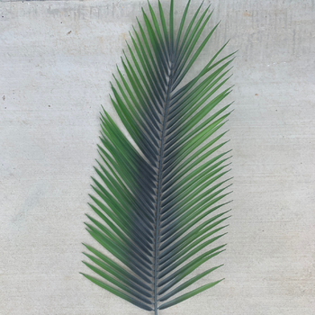 92cm Large Palm Frond Leaf - 4 Colours Available [colours: Green]