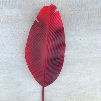 95cm Giant Bannana Leaf - Red/Burgundy