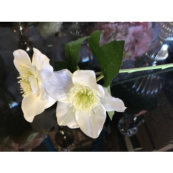 Japenese Anemone - White