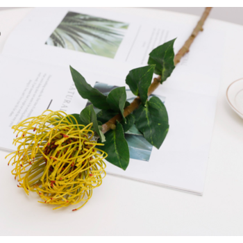 70cm Yellow Native Leucospermum (Pincushion)