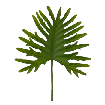70cm Monstera Split Leaf Philodendron - Green