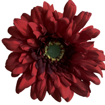 15cm Gerbera Flower Head - Dark Red
