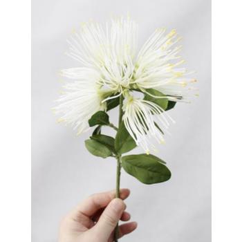 thumb_White Native Bloom Flower 40cm (Xanthostemon)