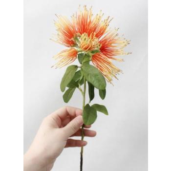thumb_Orange Native Bloom Flower 40cm (Xanthostemon)