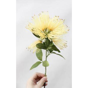 thumb_Yellow Native Bloom Flower 40cm (Xanthostemon)