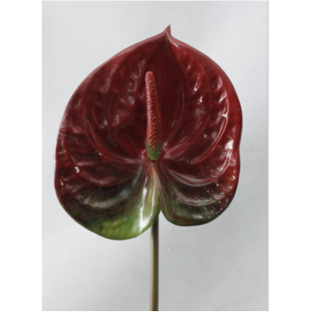thumb_67cm -  Dark Red Anthurium Flower