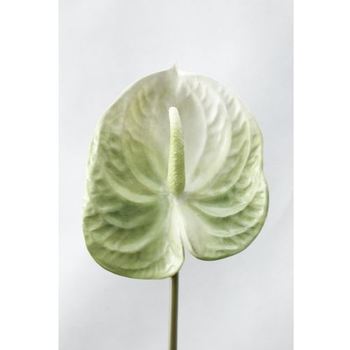 thumb_67cm -  Green Anthurium Flower
