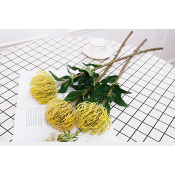 thumb_70cm Yellow Native Leucospermum (Pincushion)