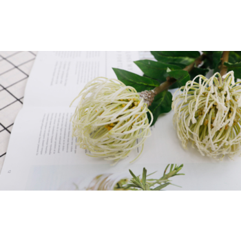 thumb_70cm White/Cream Native Leucospermum (Pincushion)
