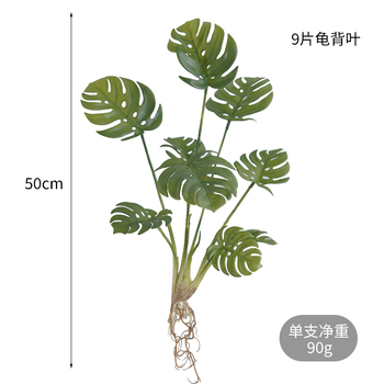 thumb_Monstera Split Leaf Plant with roots - 50cm