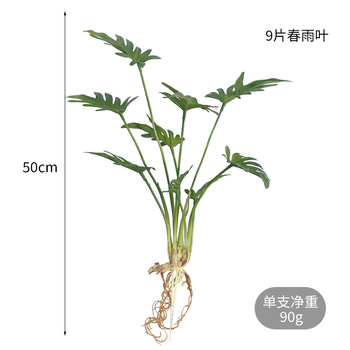 thumb_Monstera Split Leaf Finger Philo Plant with roots - 50cm