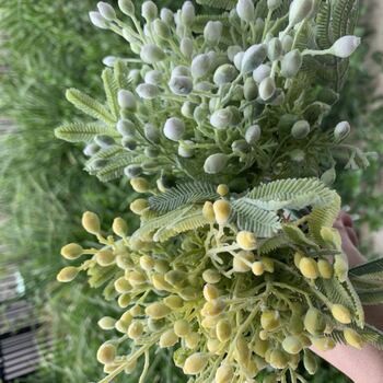 thumb_25cm Green Acacia (Wattle) Spray - 5 Stems