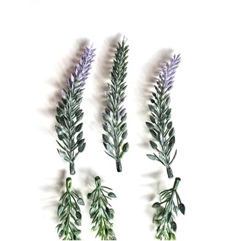 thumb_10cm White Lavender Flower head