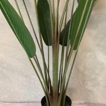 thumb_160cm Artificial Banana Leaf Palm - Potted