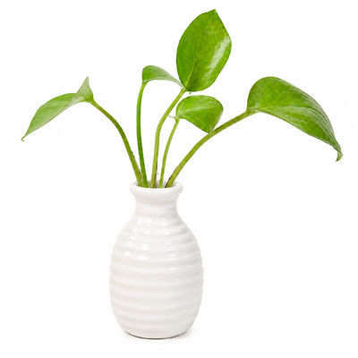 thumb_Small White Ceramic Bud Vase 8cm
