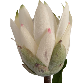 thumb_65cm White Native Protea - Large Flower