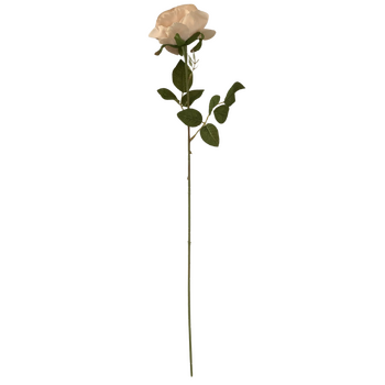 thumb_60cm - Champagne Single Stem Rose