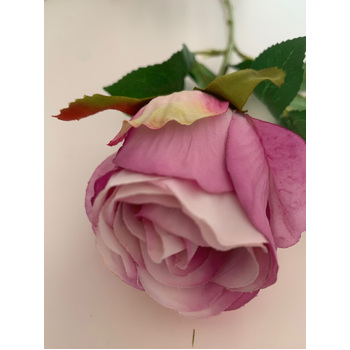 thumb_50cm - Violet Single Stem Bud Rose