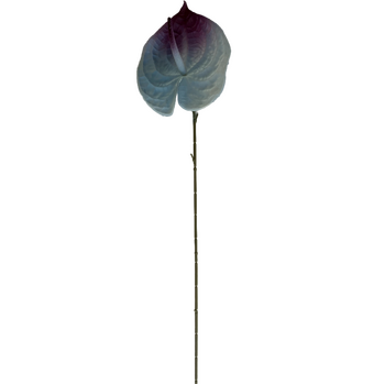 thumb_67cm - Blue Anthurium Flower