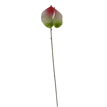 thumb_67cm - Mixed Colour Anthurium Flower