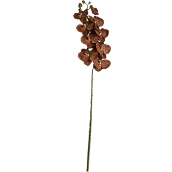 thumb_Coffee Phalaenopsis Orchid 7 head - 100cm