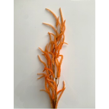 thumb_100cm Orange Astilbe  Branch
