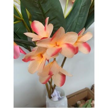 thumb_90cm Peach/Pink Frangipani Stem