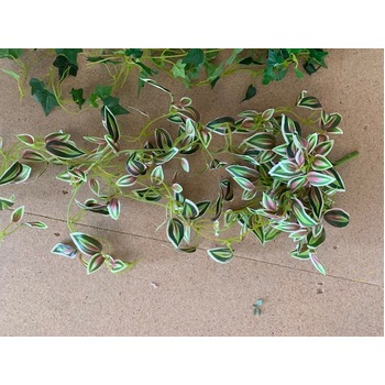 thumb_75cm Trailing Variegated Pink Peperomia