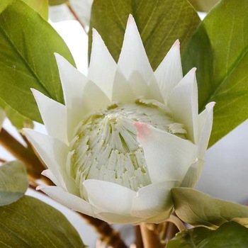 thumb_50cm White Queen Native Protea 