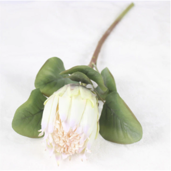 thumb_70cm White Native Protea - Large Flower 