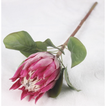 thumb_70cm Fushia Native Protea - Large Flower