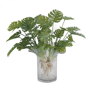 thumb_Monstera Split Leaf Plant with roots - 50cm