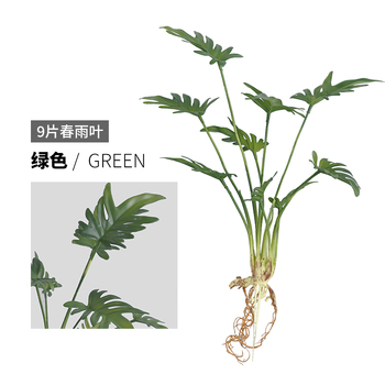 thumb_Monstera Split Leaf Finger Philo Plant with roots - 50cm