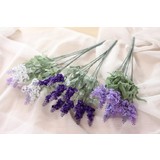 thumb_Lavender Bush - White/Purple