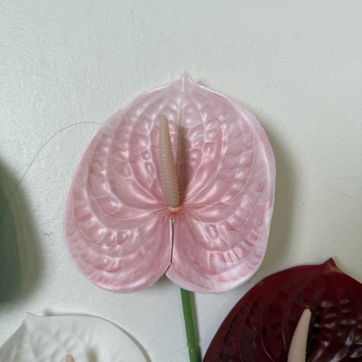 thumb_Pink Anthurium Stem Soft Touch 60cm