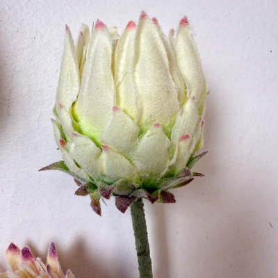 thumb_63cm Small Head Protea Green/White Artificial Stem