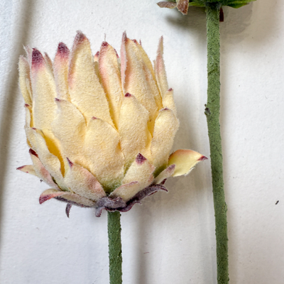 thumb_63cm Small Head Protea Ivory/Cream with Burgundy Base - Artificial Stem