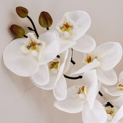 thumb_White Phalaenopsis Orchid Stem - 9 Head – 98cm
