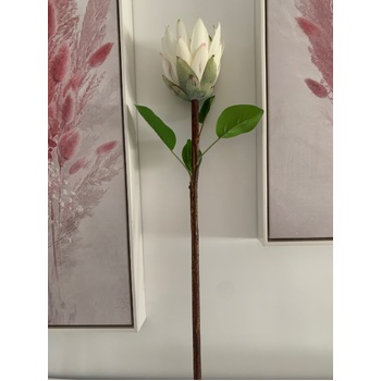 thumb_65cm White Native Protea - Large Flower