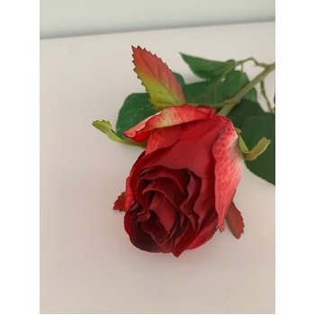 thumb_50cm - Red Single Stem Bud Rose
