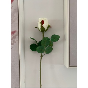 thumb_50cm - White Single Stem Bud Rose