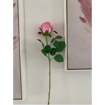 thumb_50cm - Violet Single Stem Bud Rose