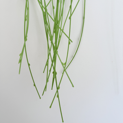 thumb_150cm Artificial Trailing Greenery Fern