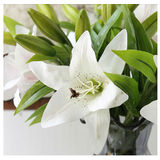 thumb_Lily Stem White