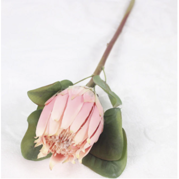 thumb_70cm Soft Pink Native Protea - Large Flower