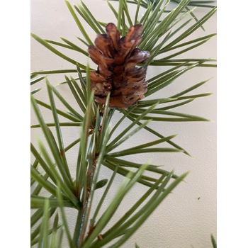 thumb_88cm Pine Leaf Spray/Trailing - With Pine Cones