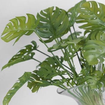 thumb_Monstera Split Leaf Plant with roots - 50cm
