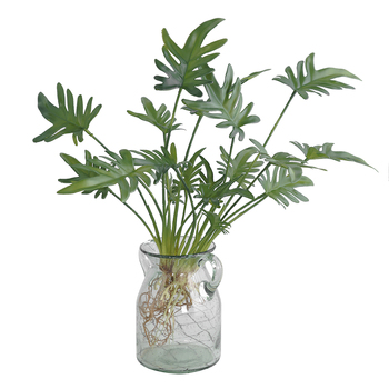thumb_Monstera Split Leaf Finger Philo Plant with roots - 50cm