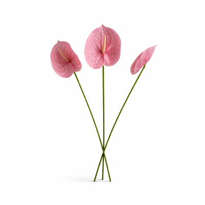 thumb_Pink Anthurium Stem Soft Touch 60cm