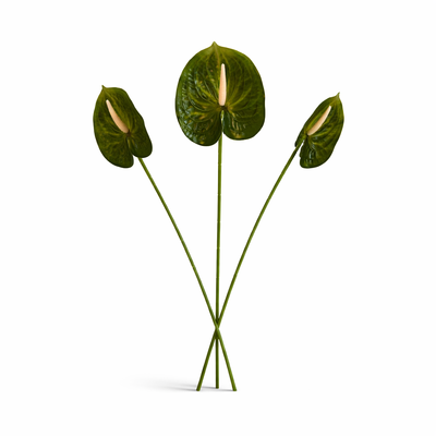 thumb_Green Anthurium Stem Soft Touch 60cm